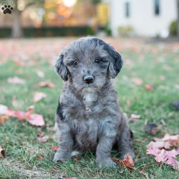 Penny, Mini Goldendoodle Puppy